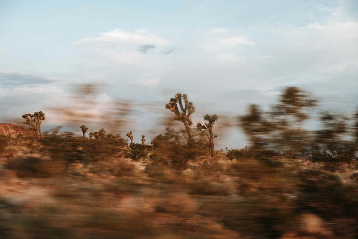 joshua tree national park brown leafed trees during daytime blur